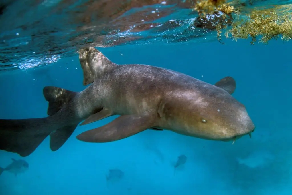 Nurse sharks tend to be tan or dark grey/brown in colour. (PEDRO PARDO / Contributor/Getty