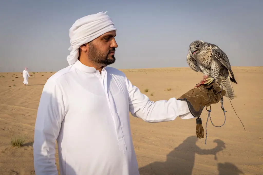 Falcony in popular in the UAE (Andrew Aitchison / Contributor / Getty)