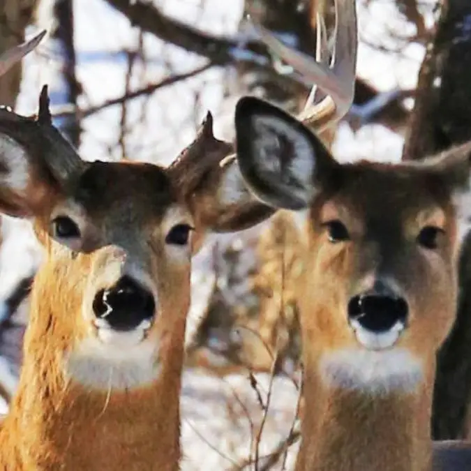 Star Tribune via Getty Images / Contributor / Getty