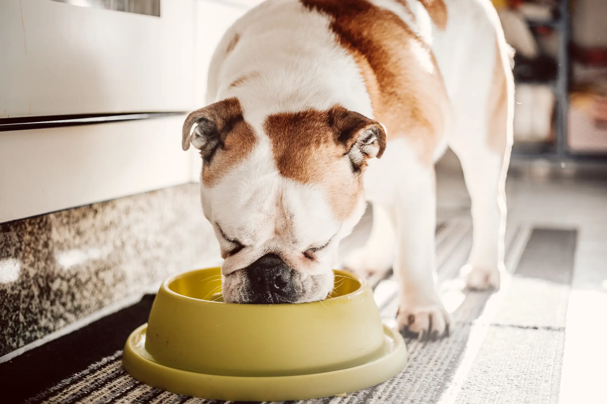 The issue of dog obesity is more complicated than you'd think (Carol Yepes / Getty)