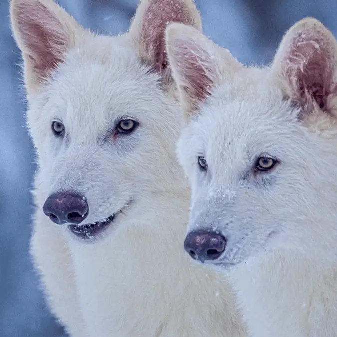 Scientists 'resurrect' 10,000-year-old creature using ancient DNA in mind-blowing achievement