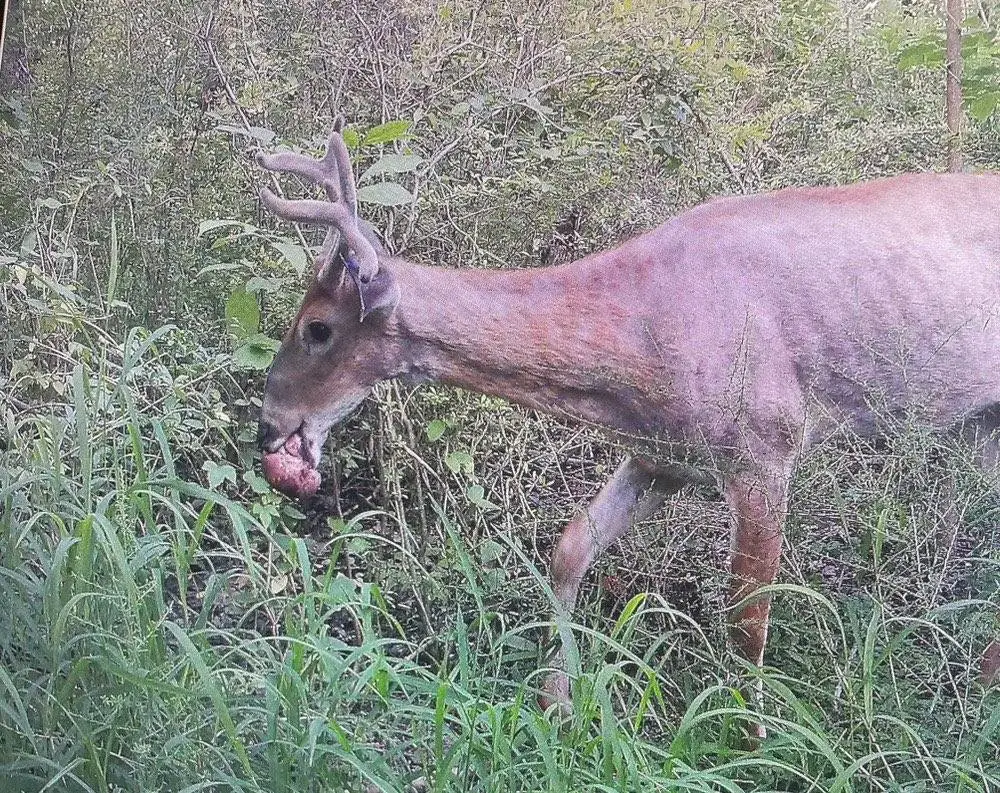 There are increased fears about deer fibroma (X / @MullinaxLab)