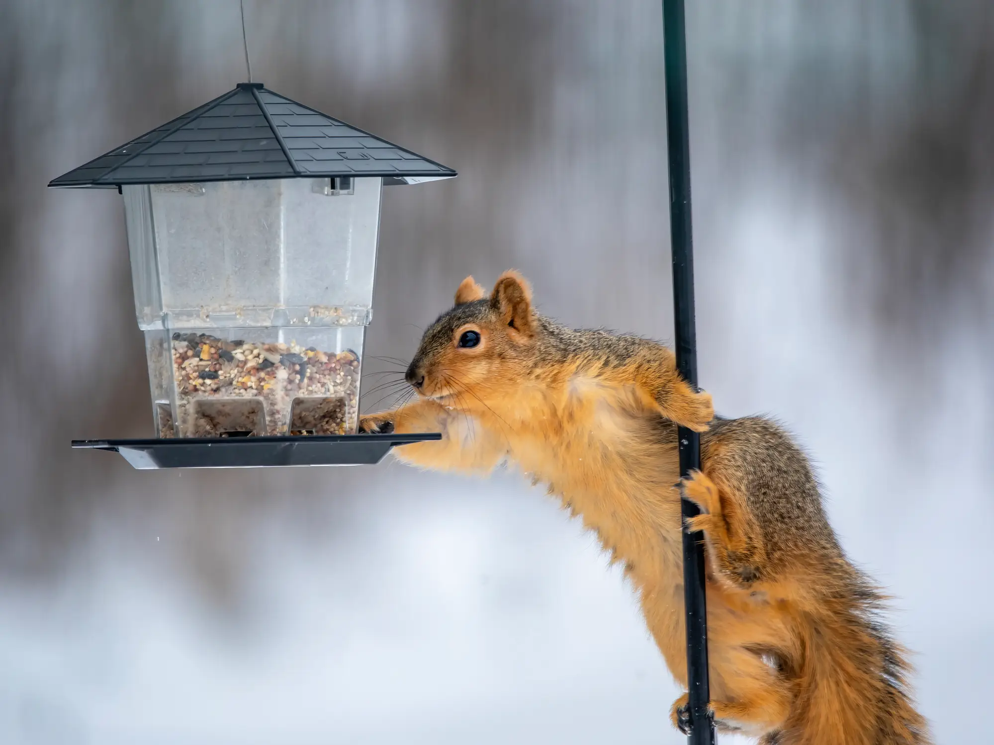 Squirrels infected with squirrel pox typically just recover naturally, although it can be fatal in extreme circumstances (Getty Stock)