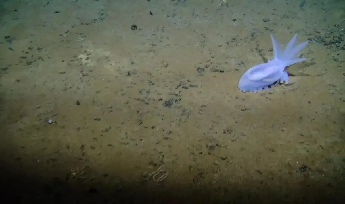 Dark oxygen was found in the Clarion-Clipperton Zone. (Craig Smith and Diva Amon, ABYSSLINE Project)