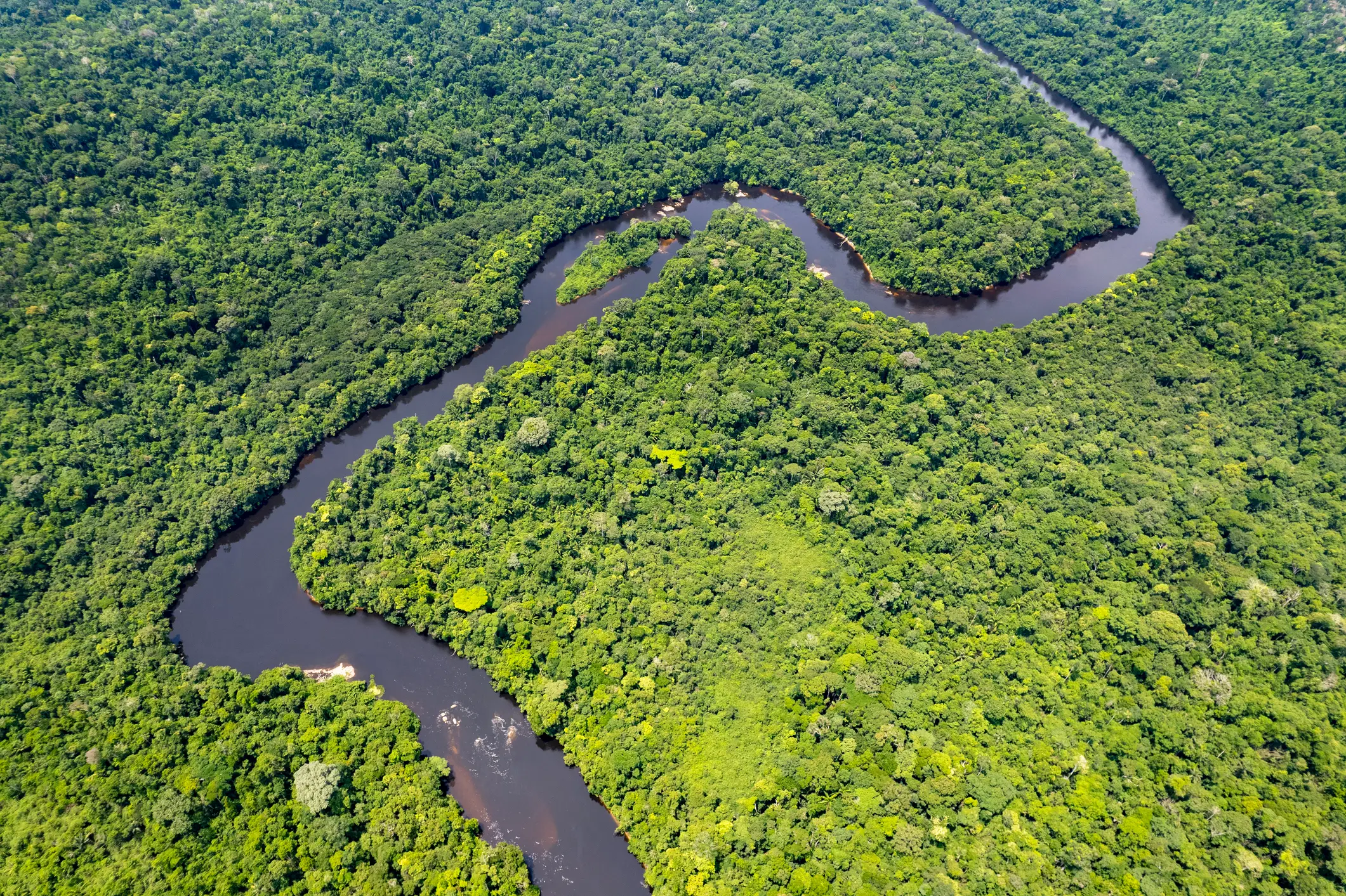 The short-eared dog lives at a density of around 15 individuals per 38.6 square miles deep within upland forest areas (Andre Pinto/Getty Images)