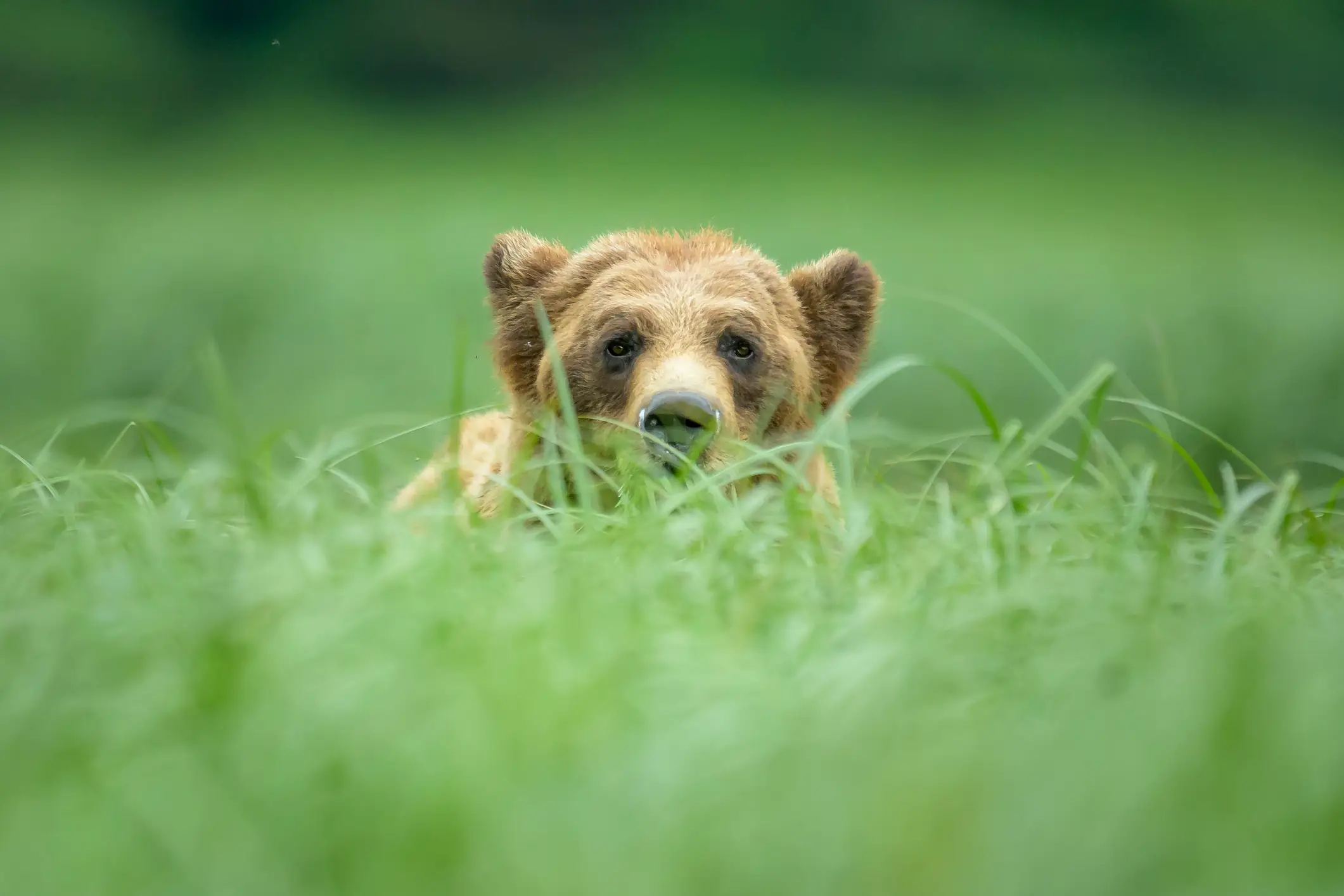 One photographer was hoping to see grizzly bears on his camera trap, but ended up capturing far more in the process (Getty Stock)