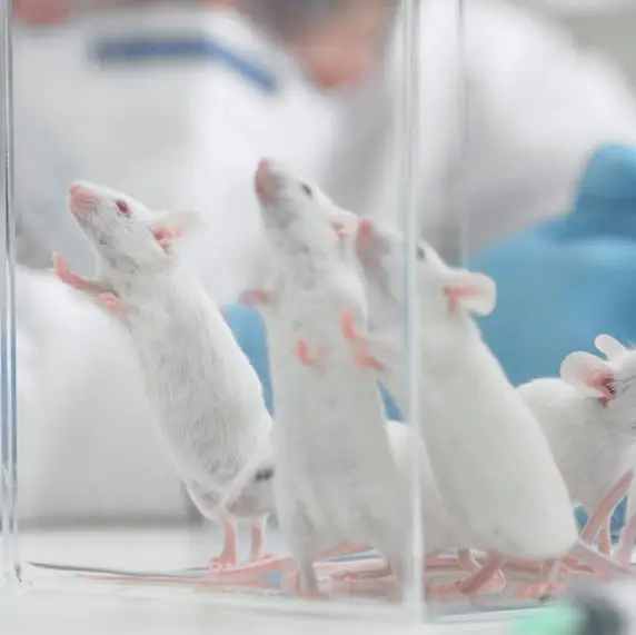 Government set to phase out animal testing and replace it with controversial alternative