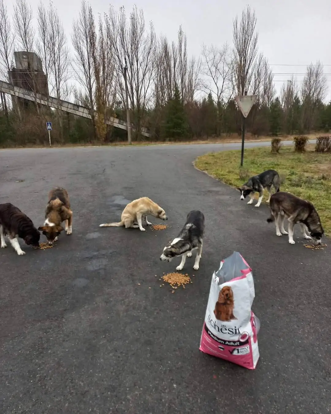 Around 700 dogs live in the exclusion zone (Instagram / Dogs of Chernobyl)