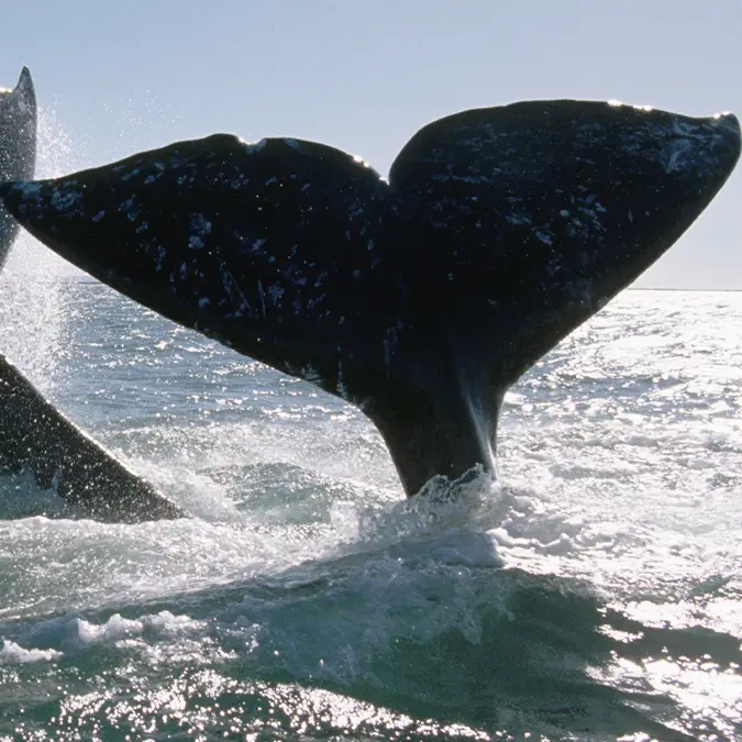 George D. Lepp via Getty