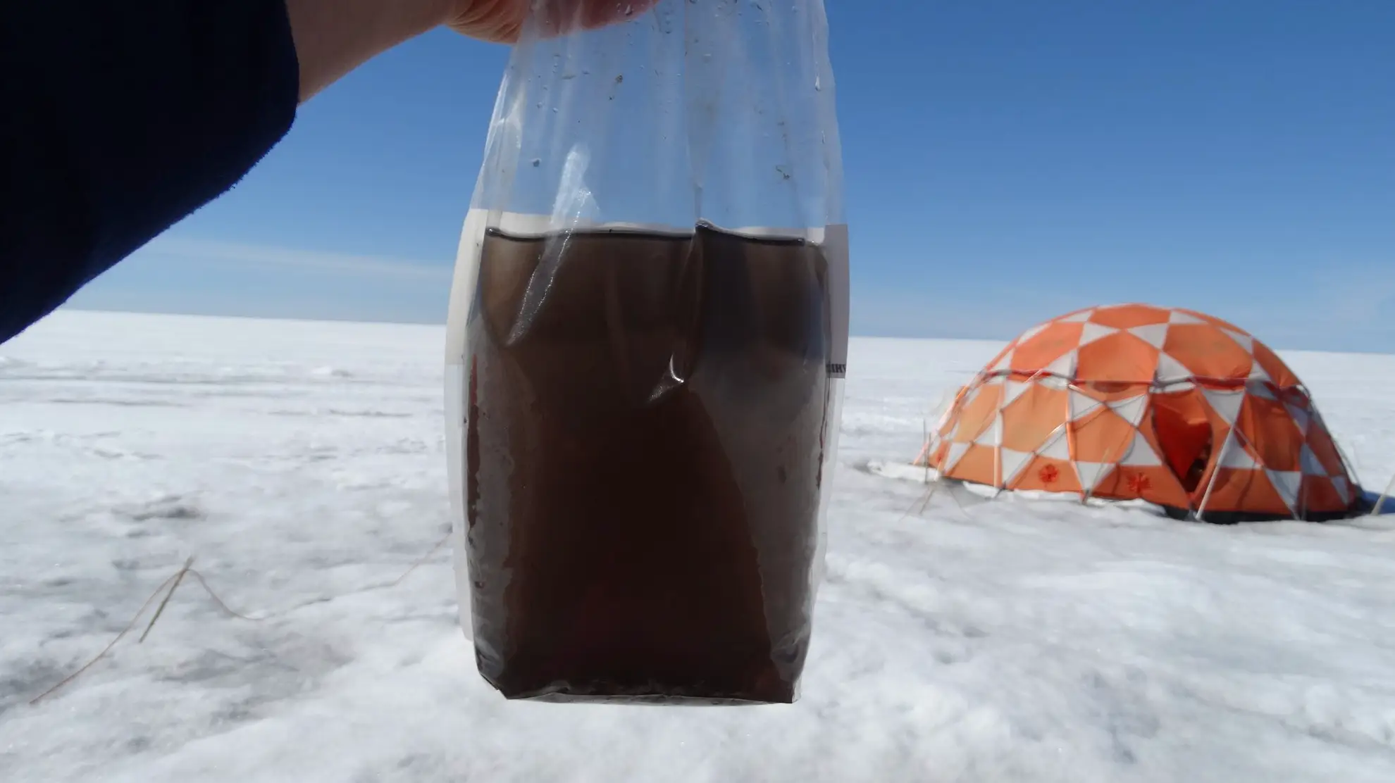 Giant viruses can't be seen by the naked eye, but are 125 times bigger than your average virus (Laura Perini, Aahus University)