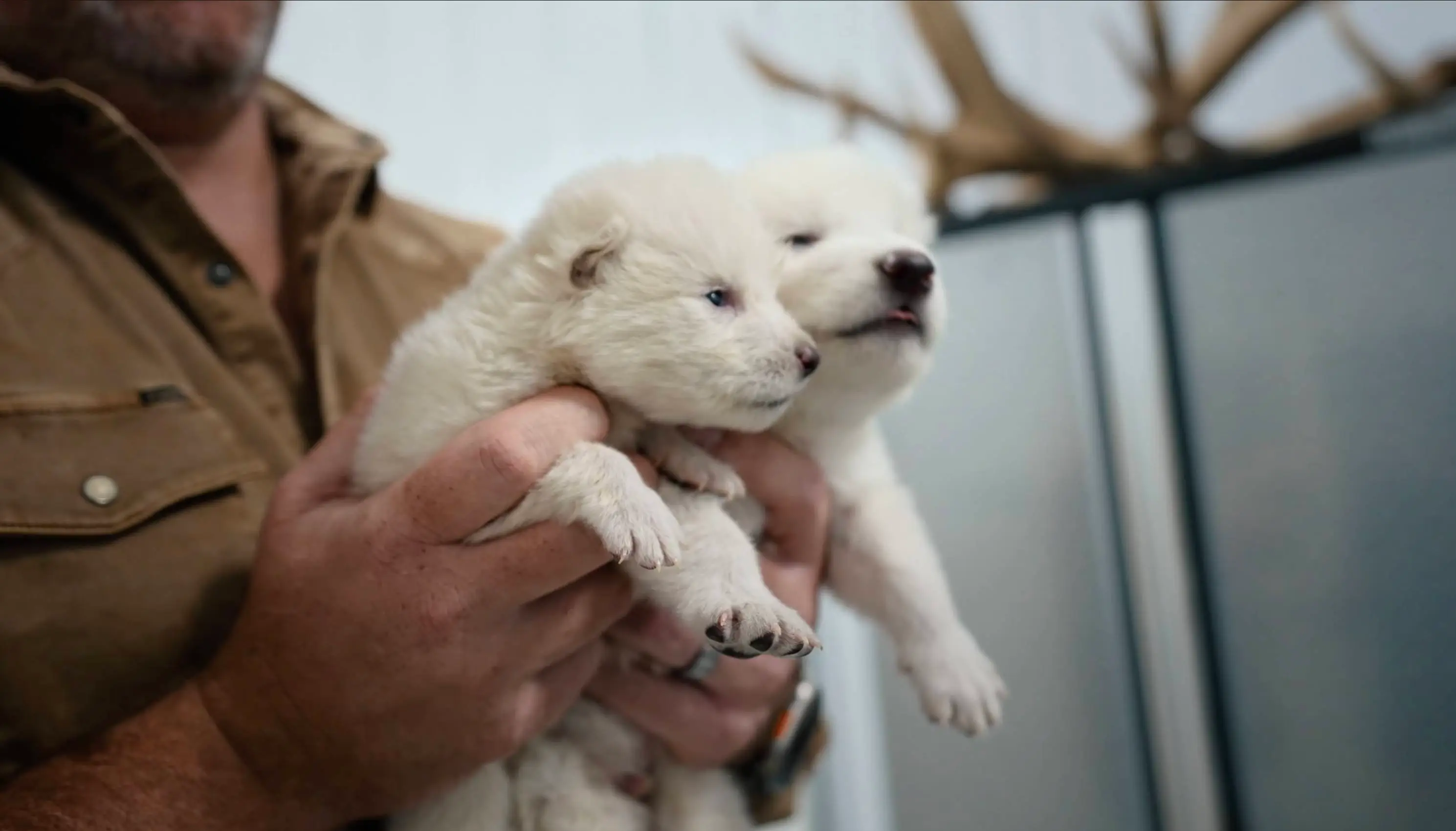 Dire wolves have been extinct for 10,000 years (YouTube / Colossal Biosciences)