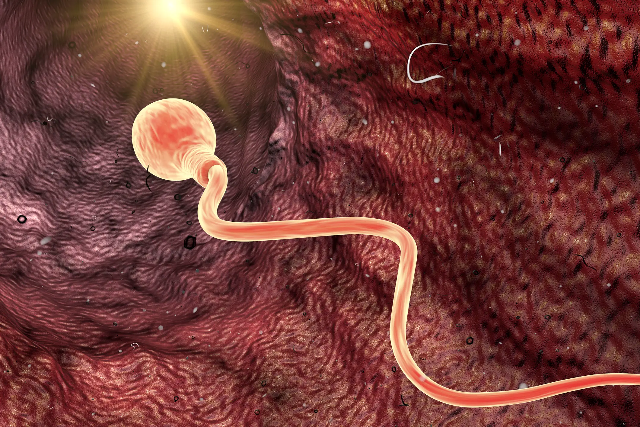 The proportion of sperm with normal shape and size doubled during the trial (KATERYNA KON/SCIENCE PHOTO LIBRARY/Getty)
