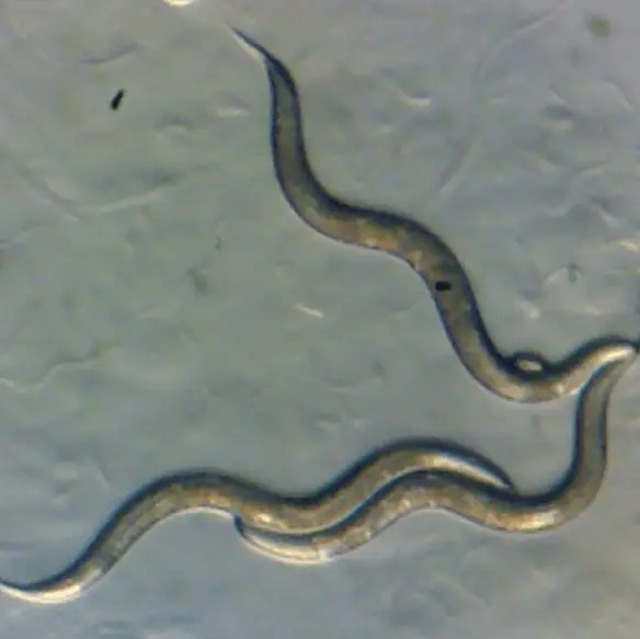 Sophia Tintori /  MediaProduction/Getty