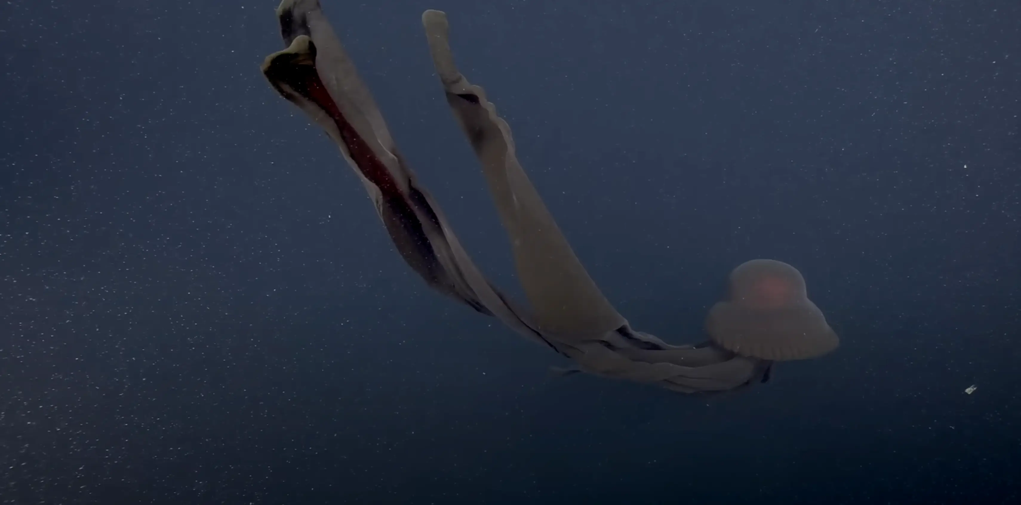 This particular type of jellyfish has only ever been seen around 100 times (YouTube/@MBARIvideo)