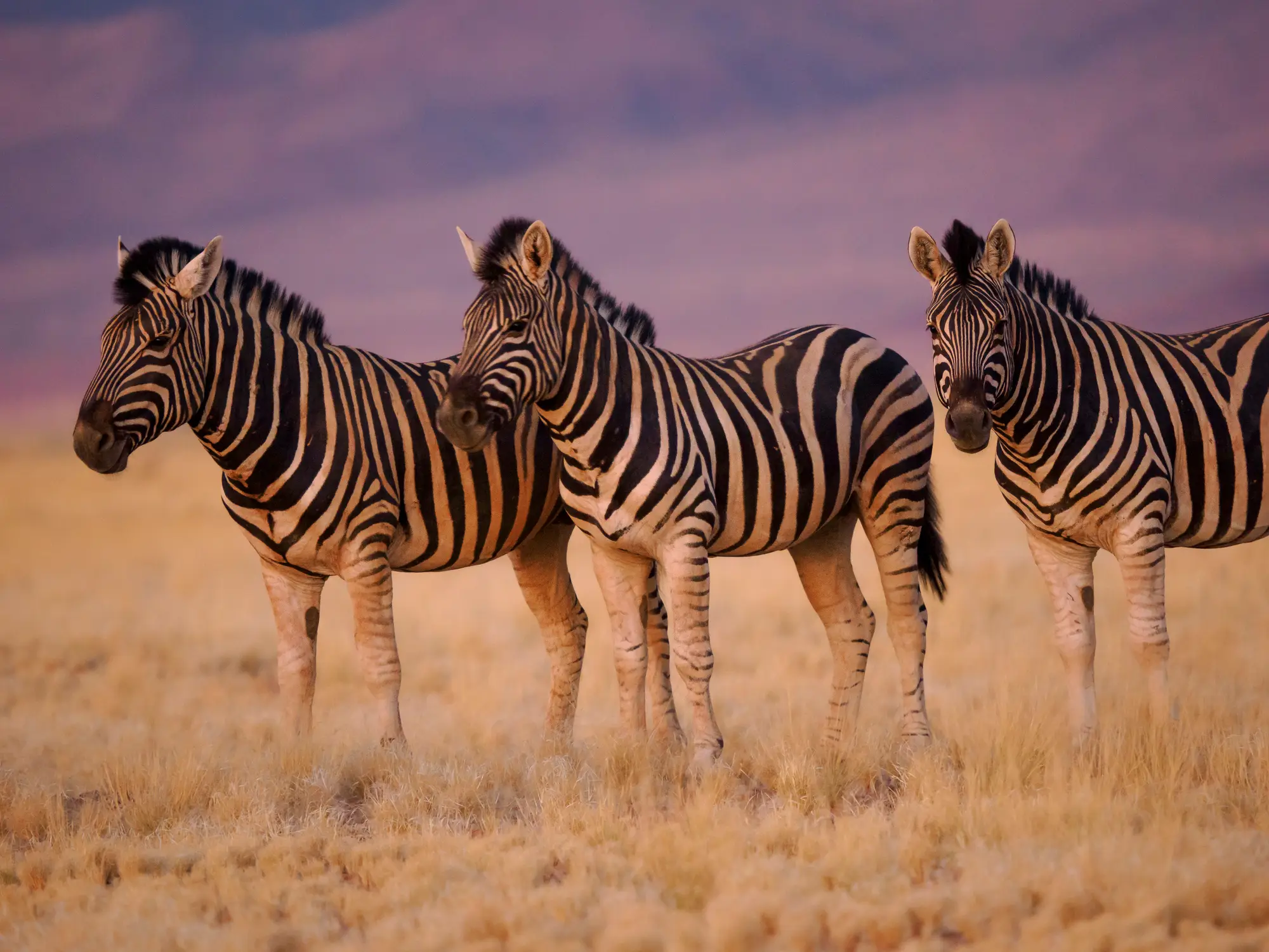 The quagga was discovered to be a subspecies of the plains zebra (Henrik Karlsson/Getty)