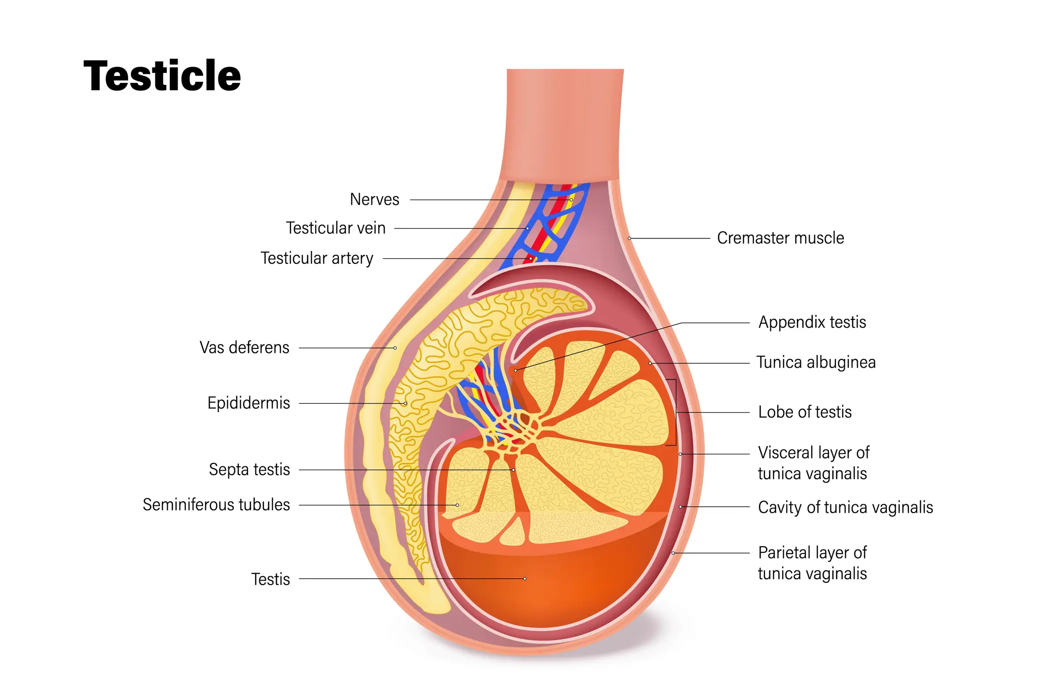 Dead sperm cells are recycled by the epididymis, located behind your testicle (Getty Stock)