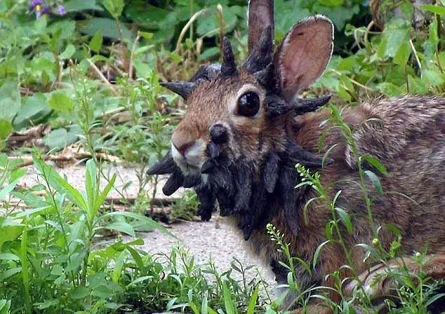 The rabbits have become infected with cottontail papilloma virus. (Reddit)