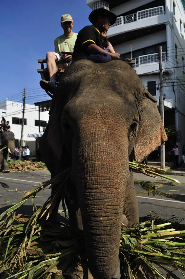 Ian took part in an elephant parade in Thailand (Boaz Rottem/Ian Usher)