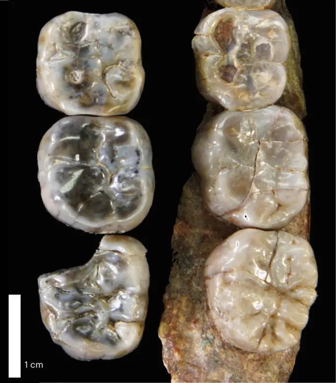 The new discovery could change everything we thought we knew about evolution (Villmoare et al. / Nature)