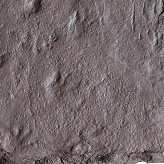 Insane discovery of 'earliest footprints ever' dating back 350,000,000 years 'completely rewrites' theory of evolution