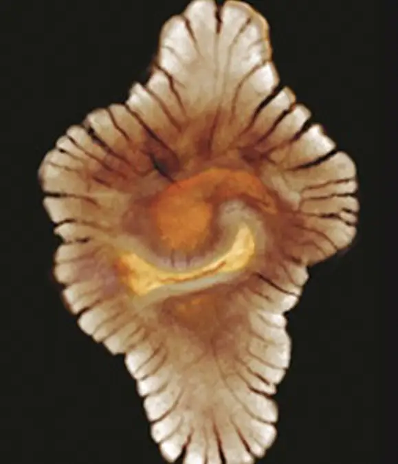 Professor Abderrazzak El Albani of the University of Poitiers, France