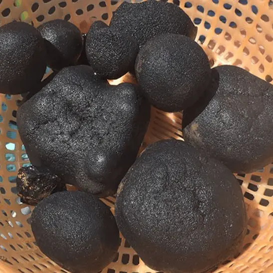 The Nippon Foundation 