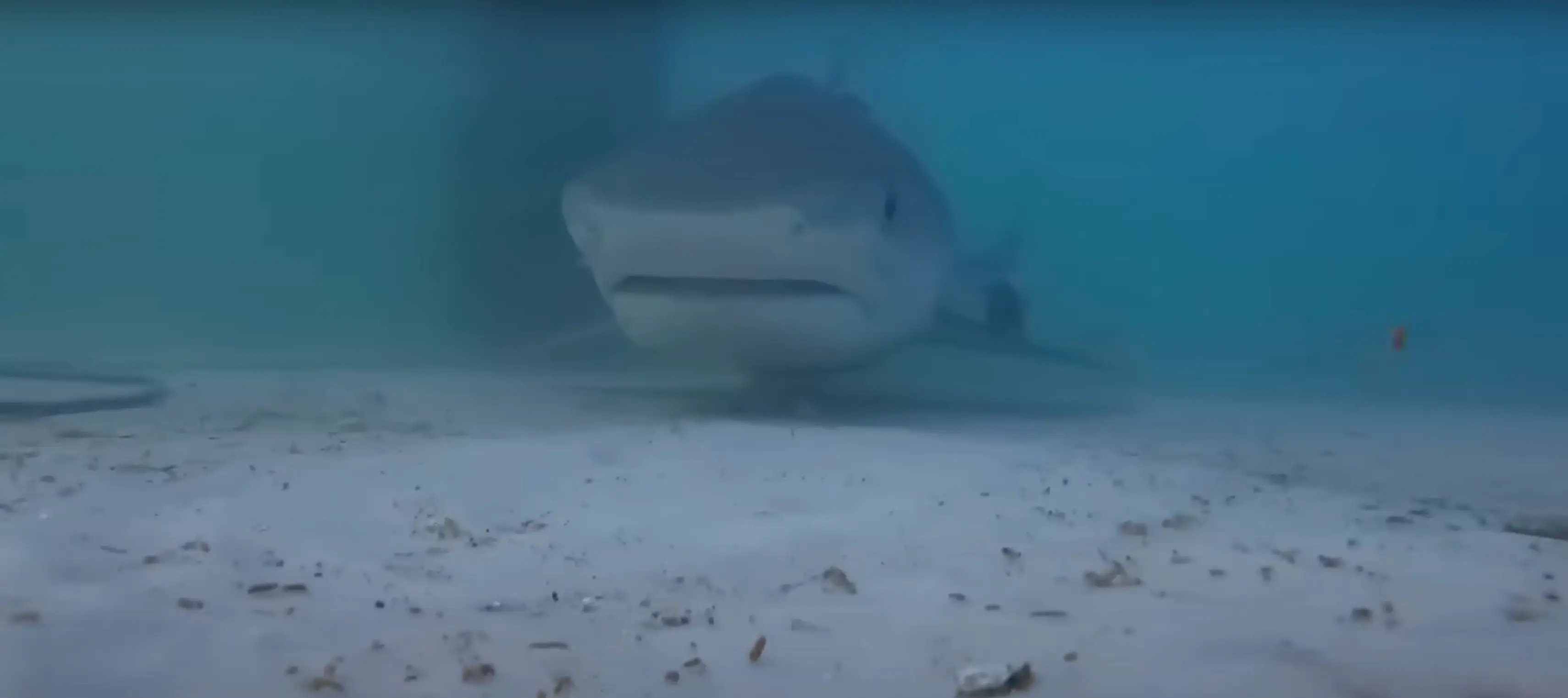 The YouTuber captured footage of tiger sharks lurking at the end of the pier (YouTube/@AnglerUpTv)