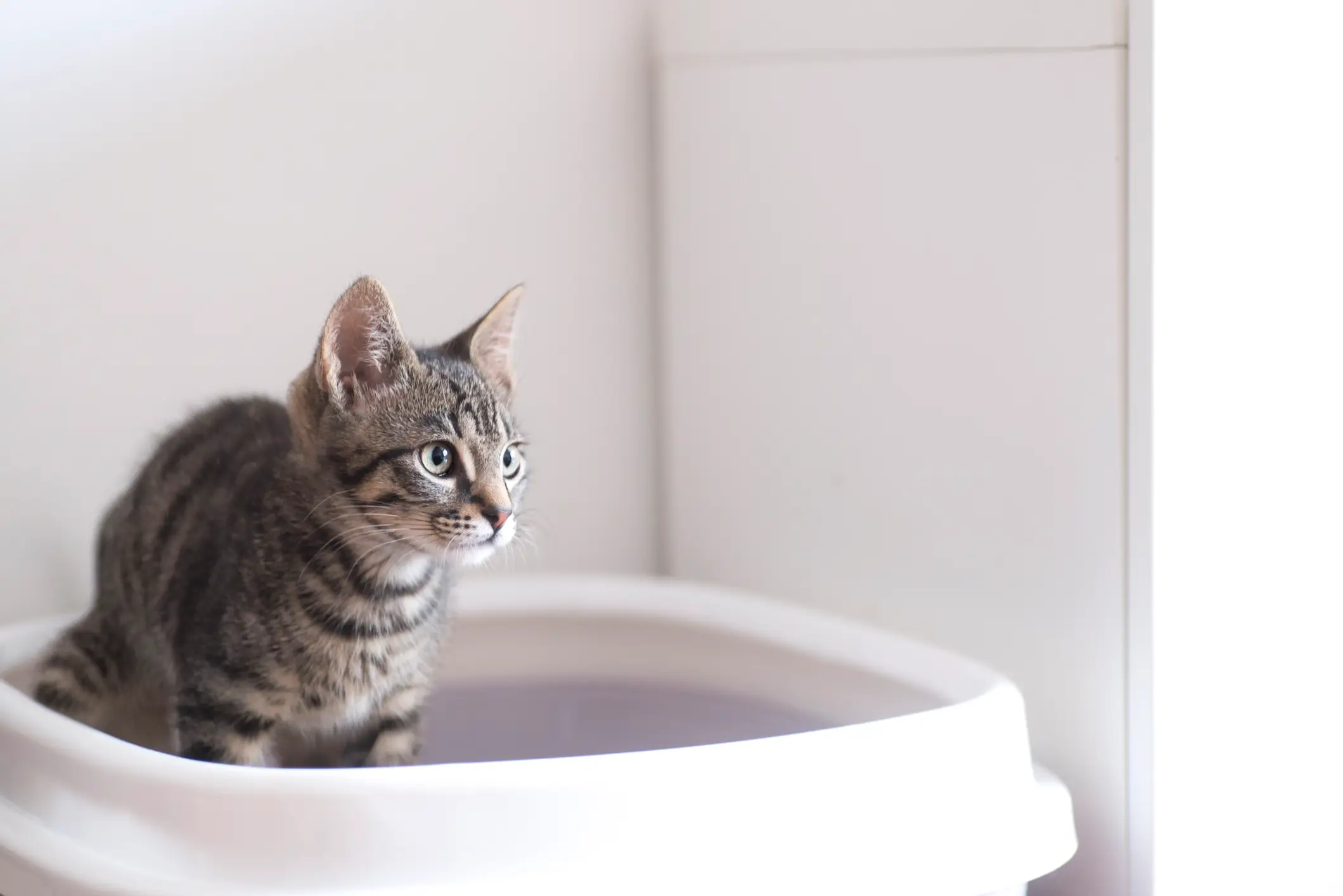 The parasite is transmitted to humans through cat feces (Elizabeth Fernandez/Getty Images)
