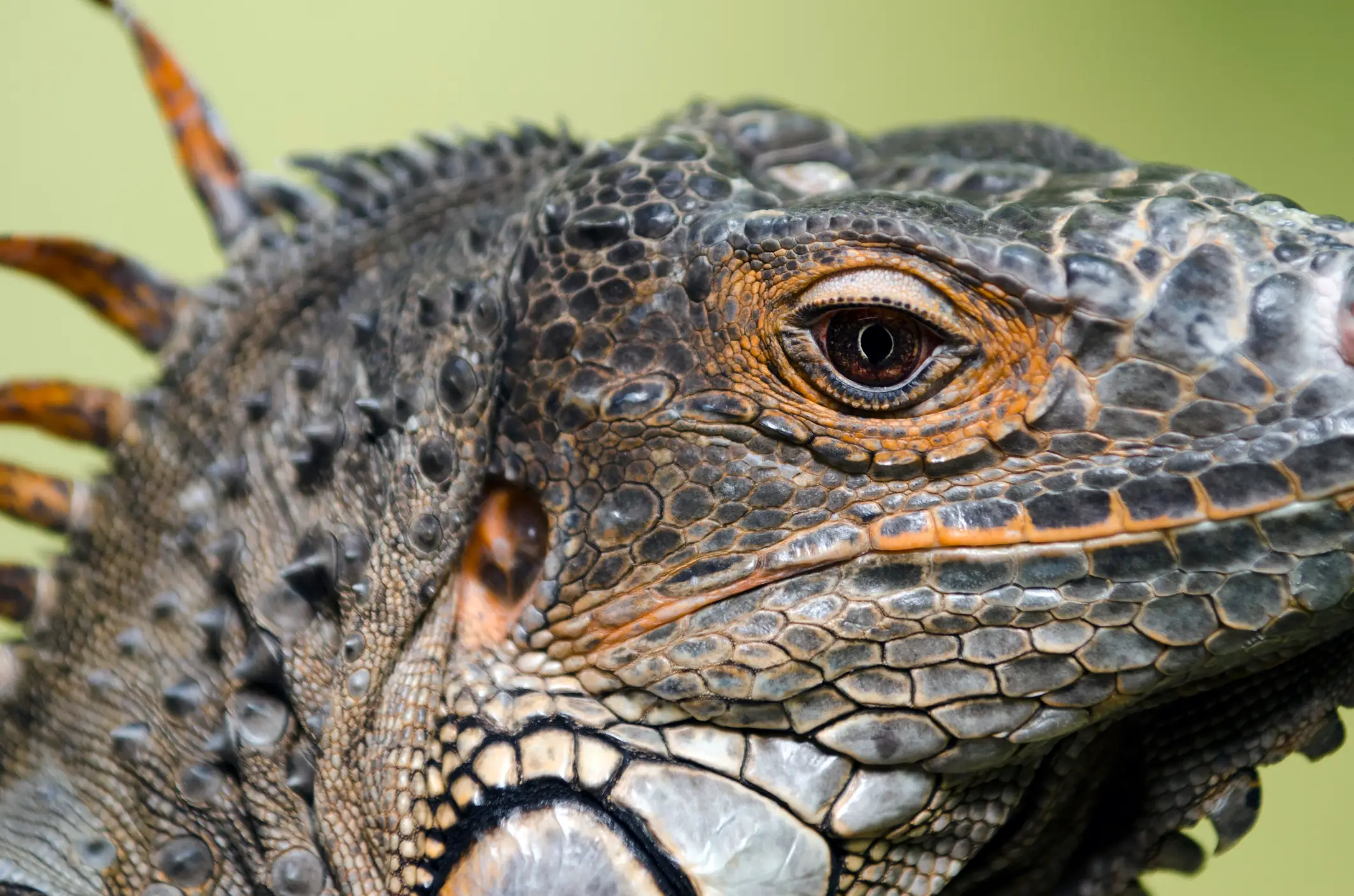 Much like reptiles, us humans have a third eye (Stuphipps/Getty)