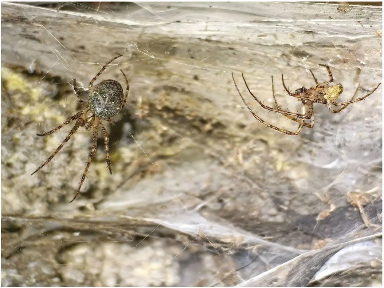 Not one for anyone with a fear of spiders (Subterranean Biology)