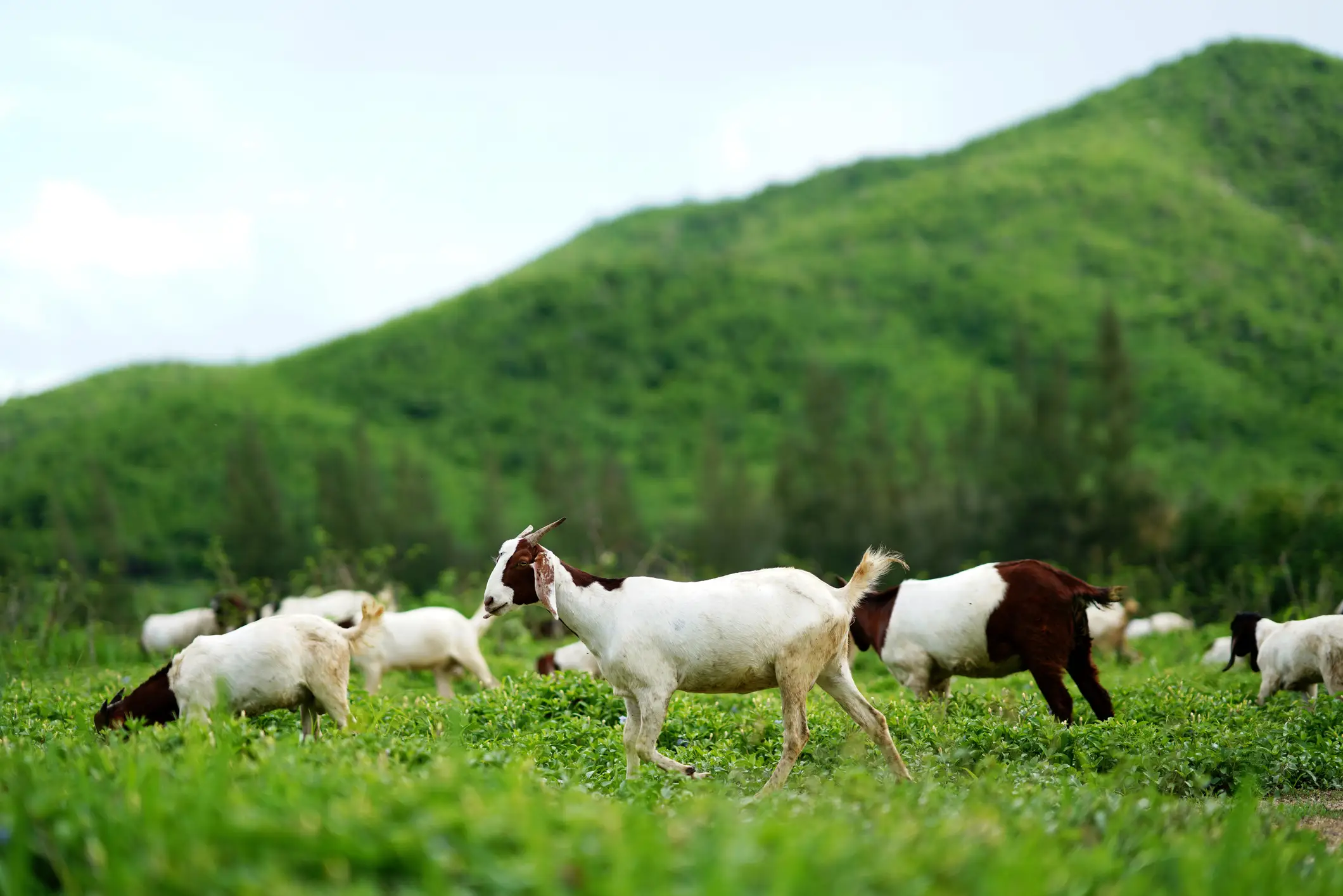 The goats keep the weeds tamed around the Google offices (wera Rodsawang/Getty Images)