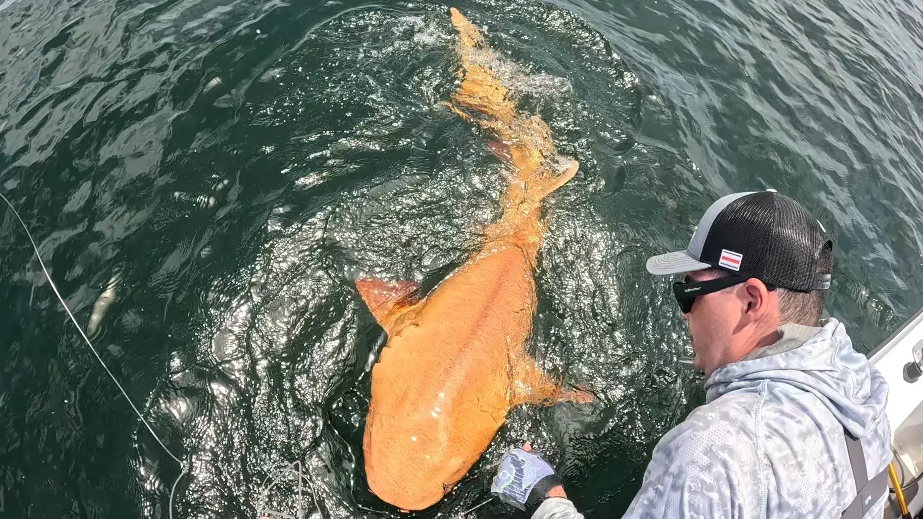 A bright orange nurse shark was spotted in the Costa Rica waters. (Garvin Watson and Parismina Domus Dei. Parismina Limón Bar, Costa Rica)