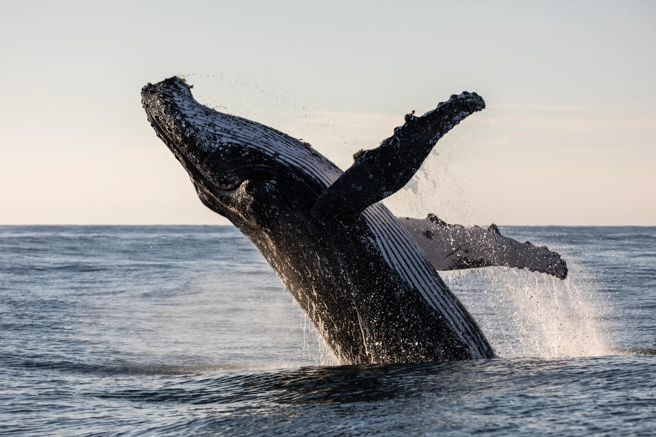 The study found that humpback whales target humans they perceive as non-threatening and engage in playful behaviour. (Marnie Griffiths/Getty)
