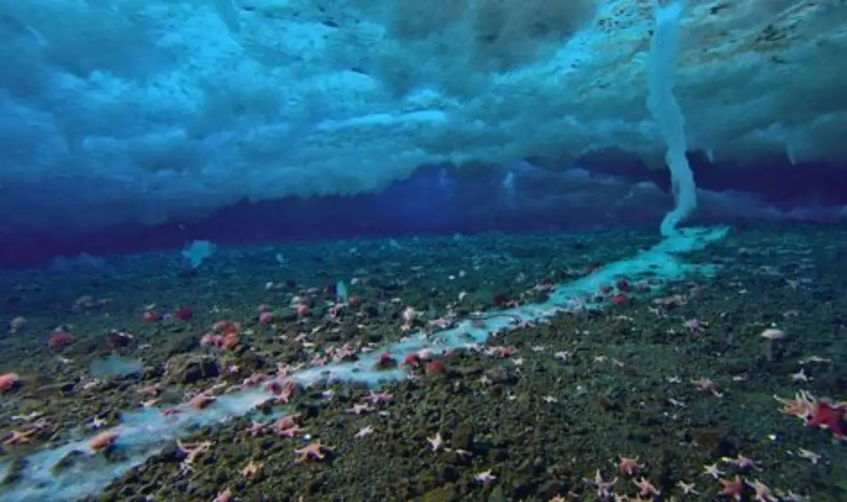 Brinicles are sometimes referred to as 'icy fingers of death (BBC)