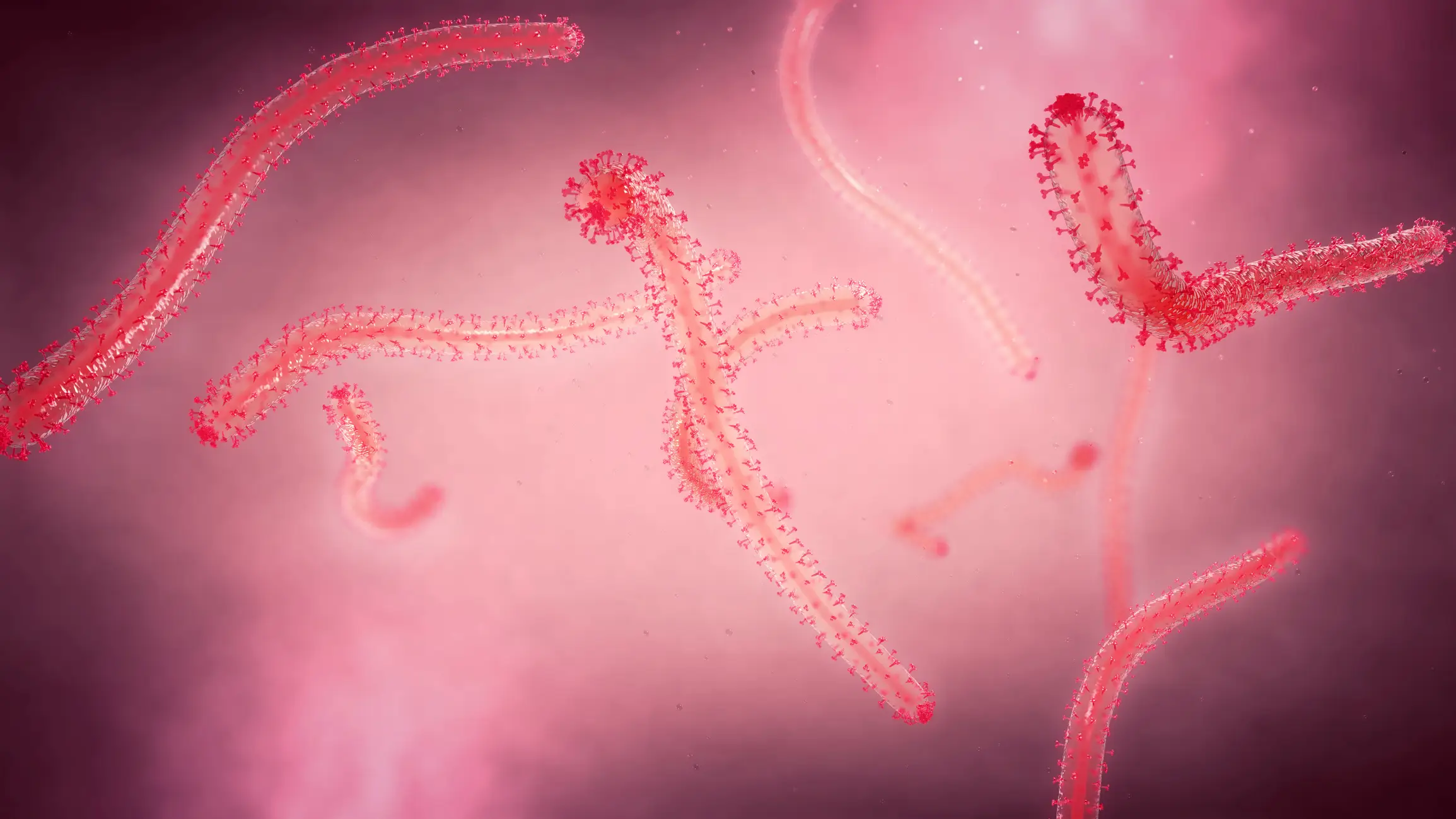 There is currently no approved vaccine for the Bundibugyo strain of Ebola virus (CHRISTOPH BURGSTEDT/SCIENCE PHOTO LIBRARY/Getty)