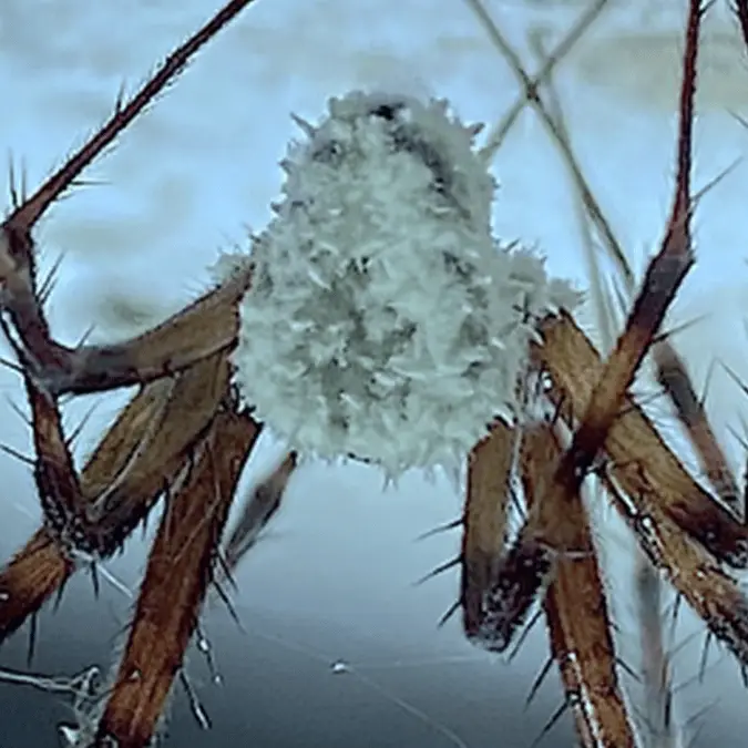 Scientists discover 'zombie' fungus 'straight out of The Last Of Us' that could be used for human medicine