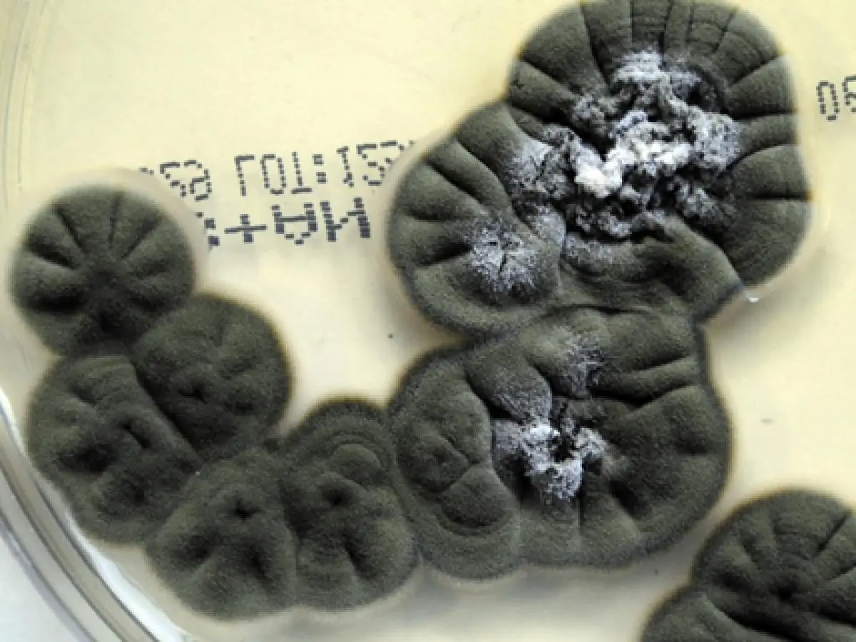 University of Adelaide 