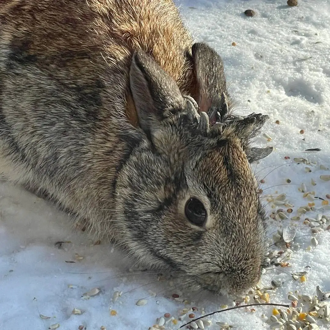 CRPV sightings occurred months ago in Minnesota (Reddit / u/MediocreSnowAngel)