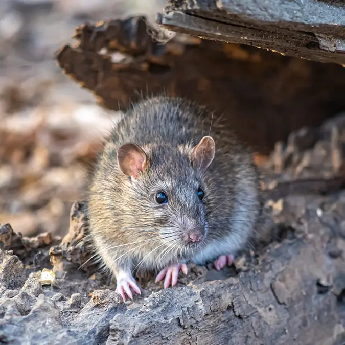 johnandersonphoto/Getty Images