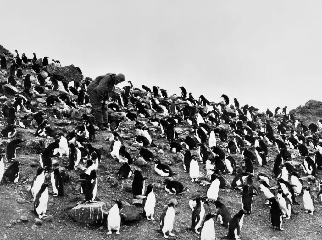 There are questions about why the USA is trying to charge a bunch of penguins (Bettmann / Contributor / Getty)