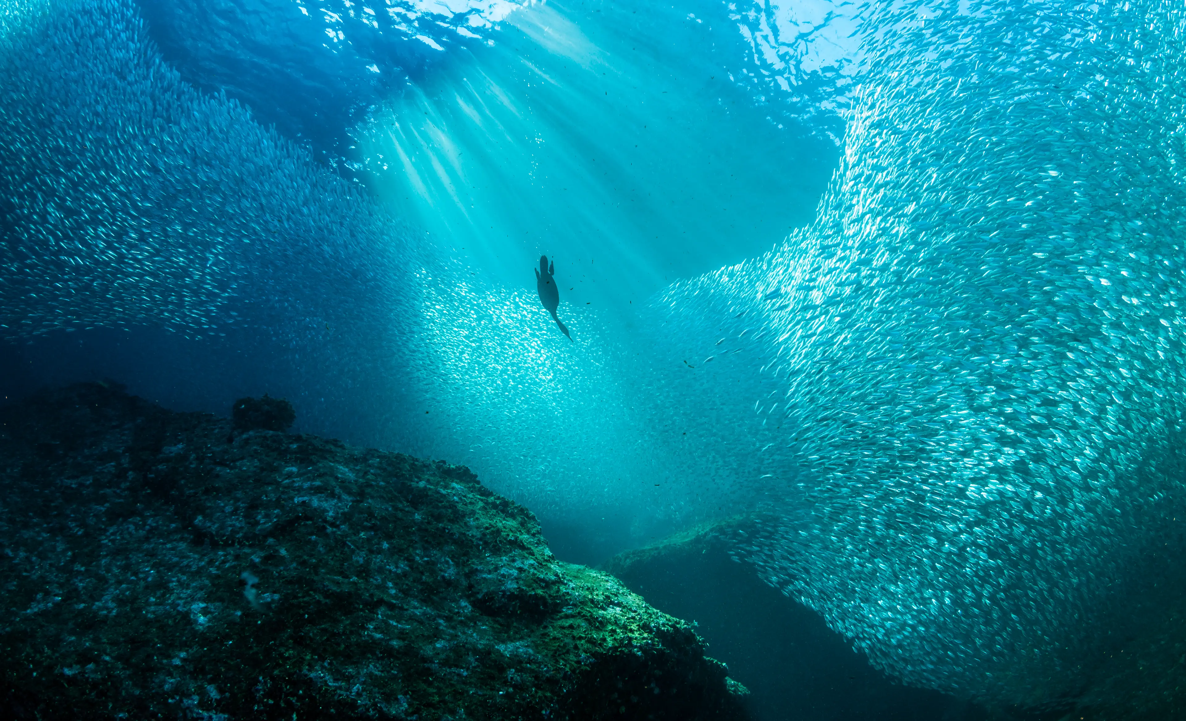 It's hard to put into words how big the Pacific Ocean is (by wildestanimal / Getty)