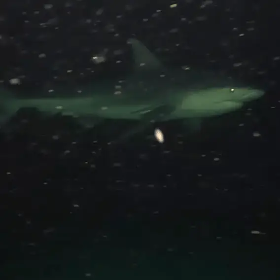 Odysseas Froilan/YouTube