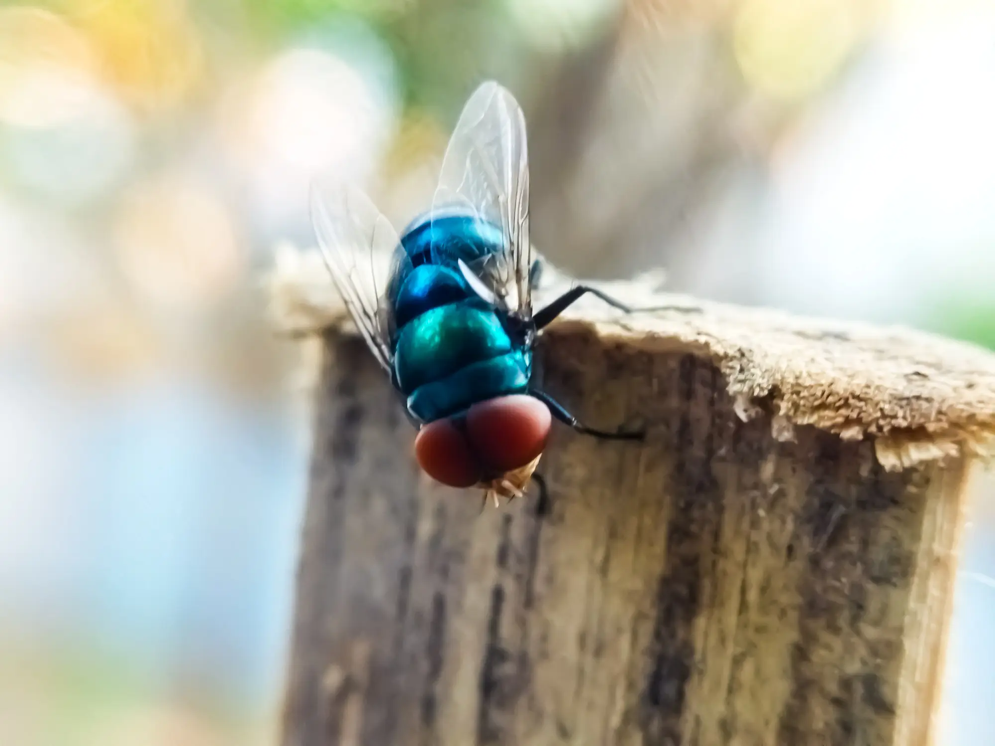 Texas is making moves to deal with the threat of the New World screwworm fly (Lidya Elfa Sari / Getty)