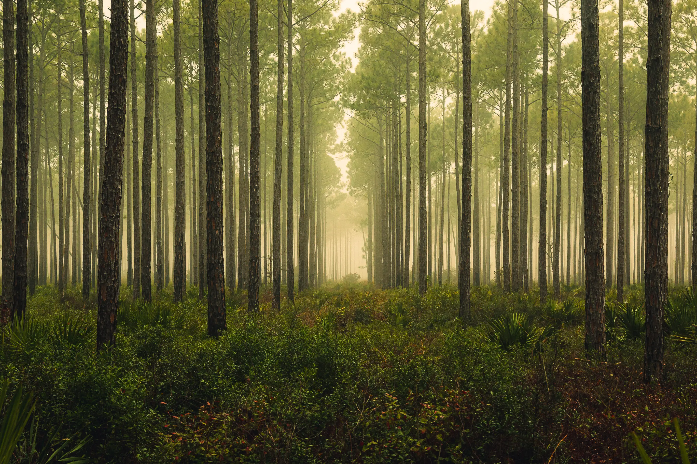 Scientists don't know why trees aren't absorbing carbon (Kevin Skipworth / 500px/Getty Images)