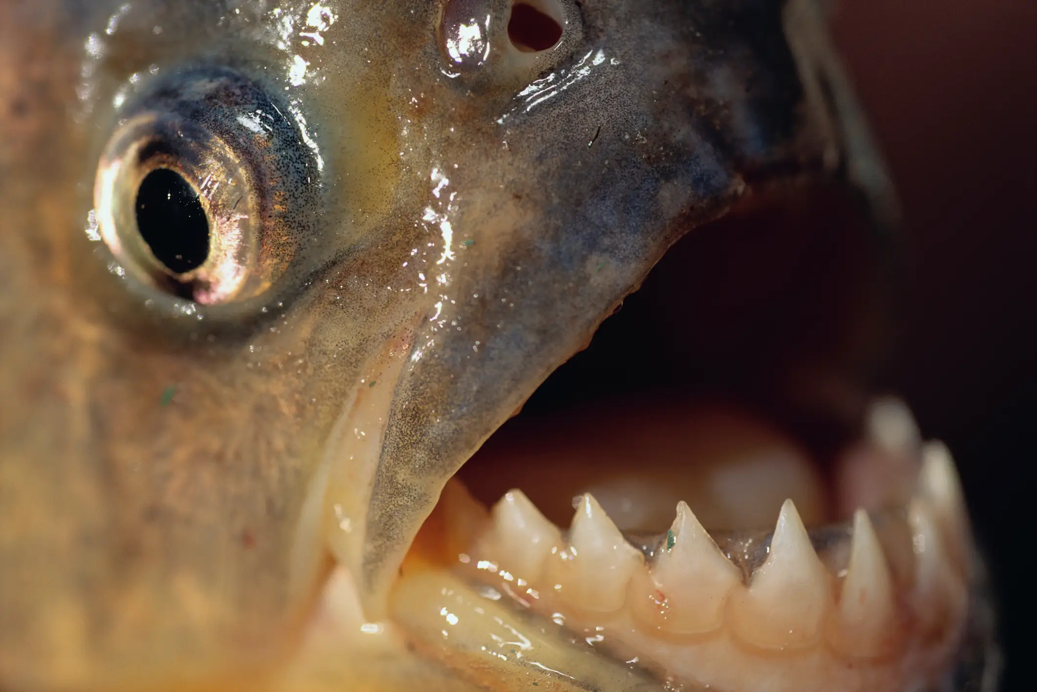 Piranhas tend not to go directly for humans and other living things, but they could tear you apart if they wanted (Getty Stock)