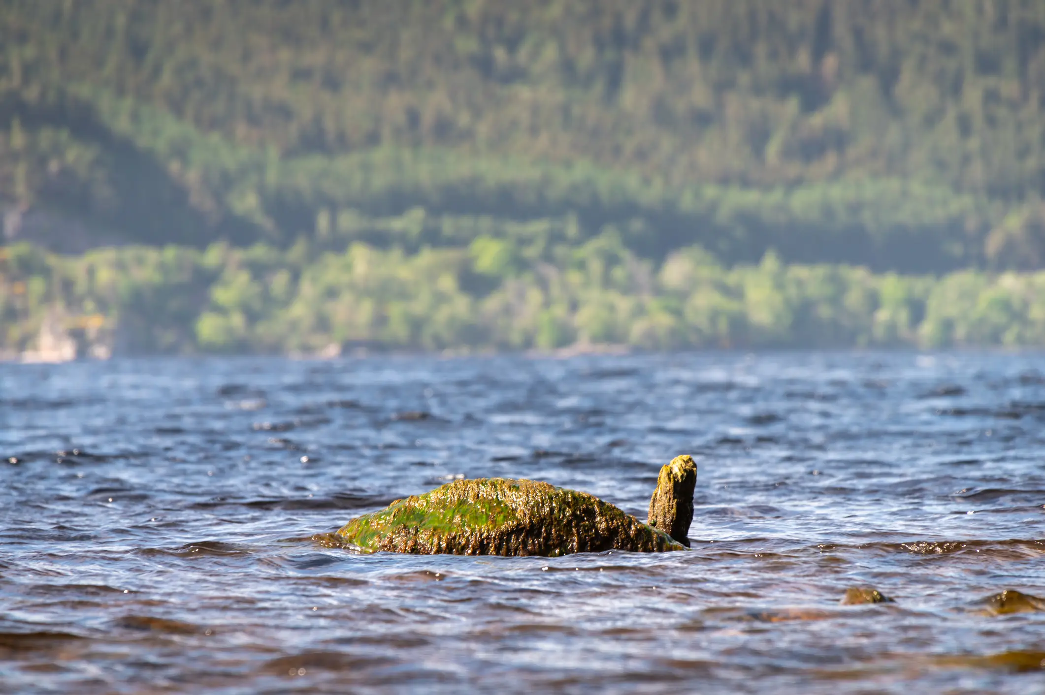 Even the monster hunter isn't convinced it exists (Royalty-free / Getty)