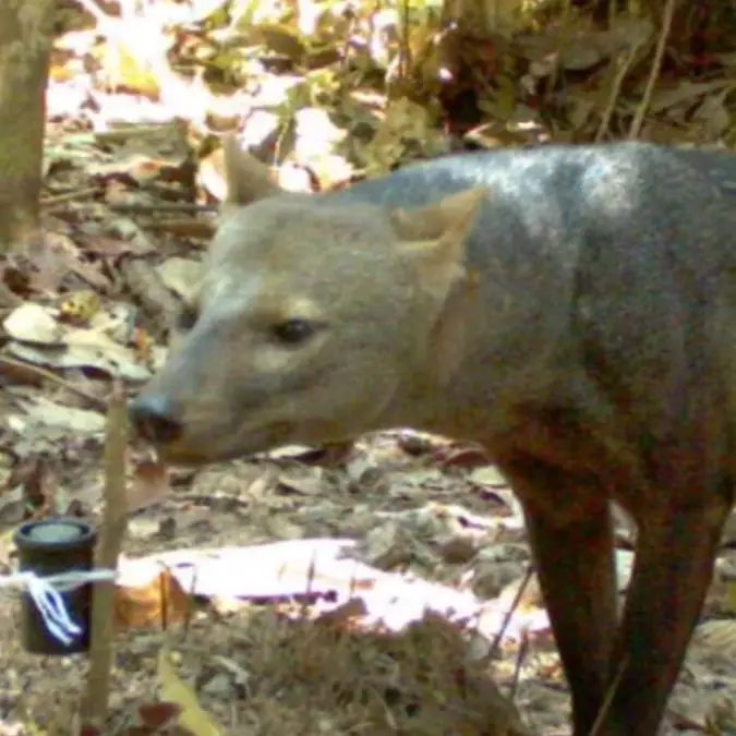 G. Ayala & M.E Viscarra/Wallace et al. 2026, Neotropical Biology and Conservation