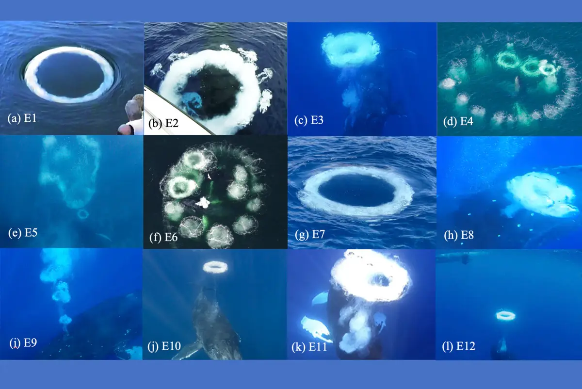 SETI researchers discovered 12 cases of humpback whale bubble rings in the study (SETI Institute)