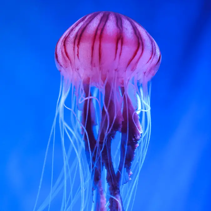 Yaorusheng via Getty