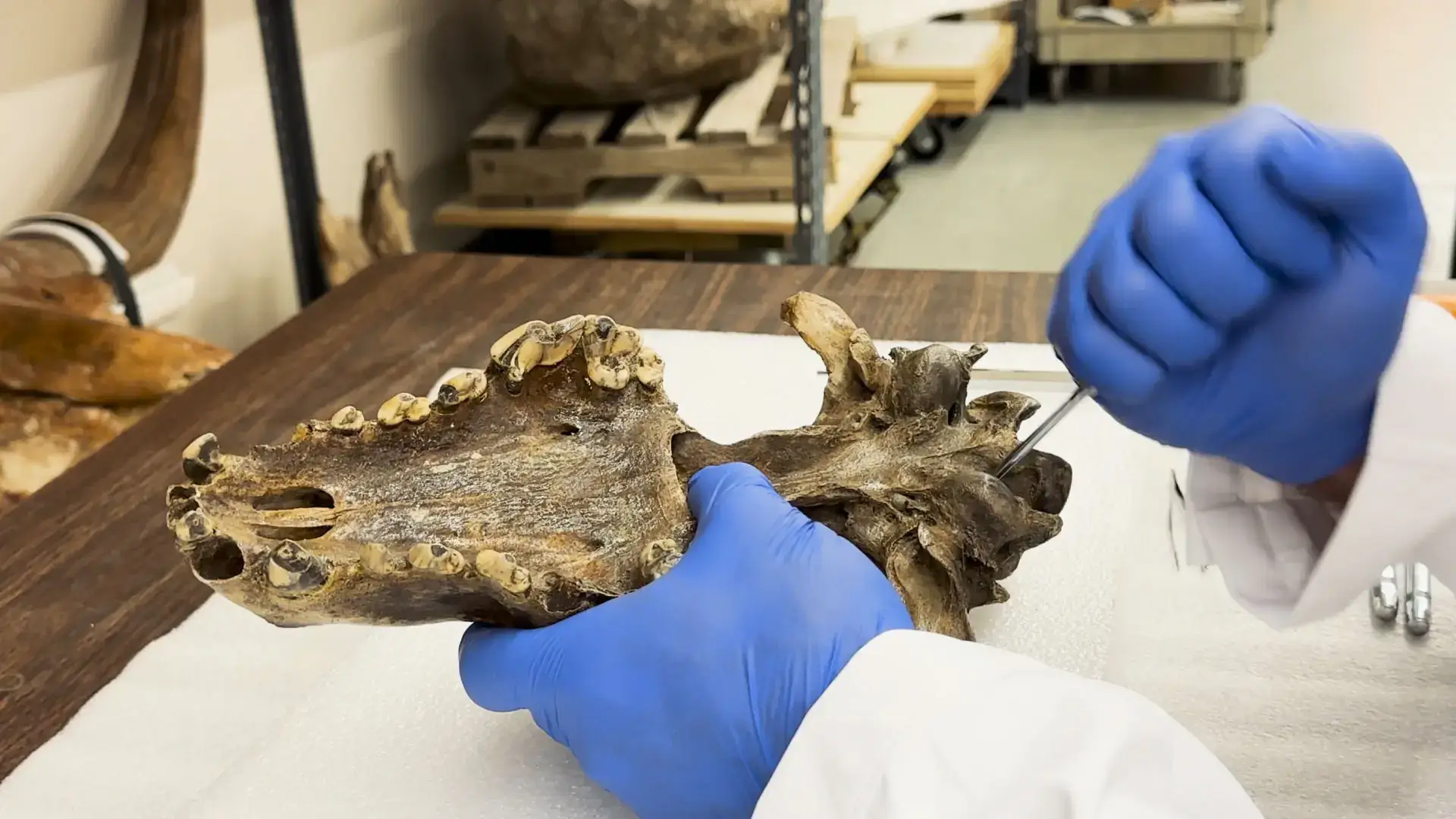 The team took DNA from an ancient 72,000-year-old skull (Colossal Biosciences)
